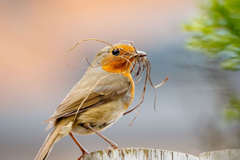 A close-up of a small garden bird, likely a robin, perched on the edge of a wooden surface in a garden setting. The bird has a vibrant orange-red face and chest, with a brownish-gray back and wings. I