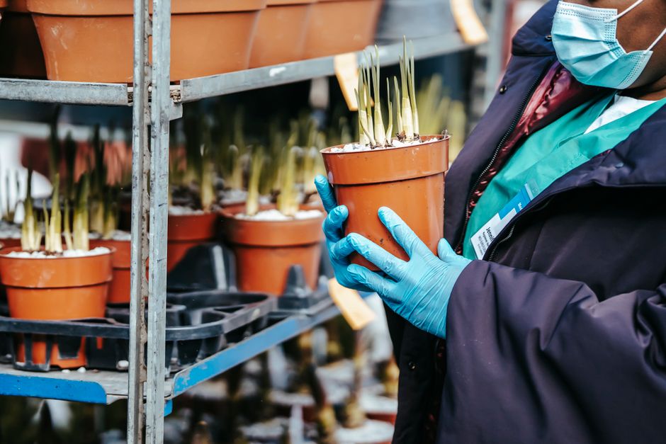 A gardener wearing a light blue surgical mask, blue gloves, and a dark jacket is holding a small terracotta plant pot containing sprouting green shoots. The gardener is standing in a greenhouse or gar