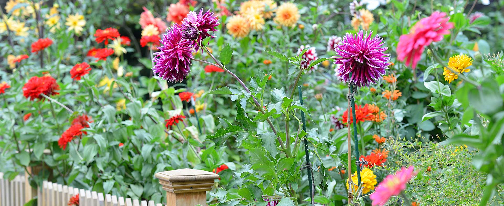 Gardeners Dagenham
